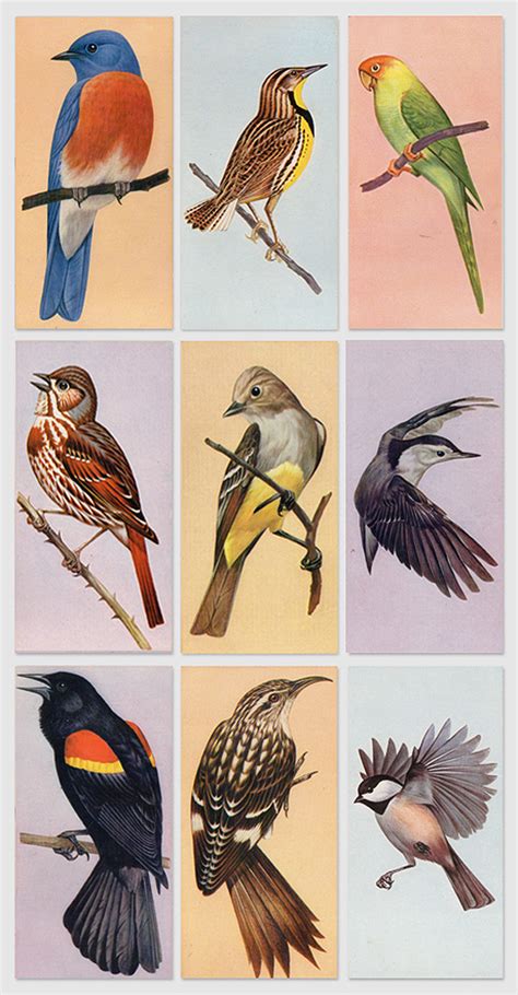 bird flash cards  presentcorrect