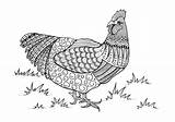 Colouring Meowscles Favecrafts A4 Zentangle Roosters sketch template