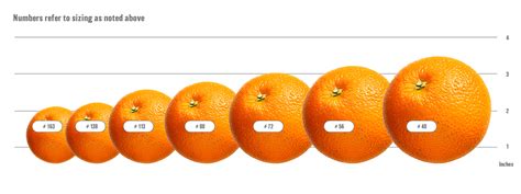citrus buying guide sizes typesvarieties grading  foods