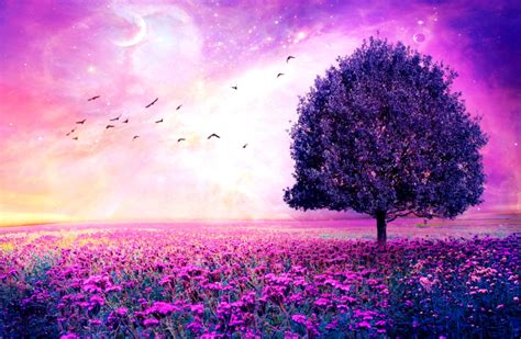 beautiful cute wallpapers  pictures  nature purple trees