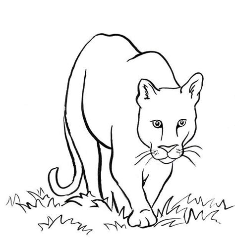 mountain lion coloring page samantha bell