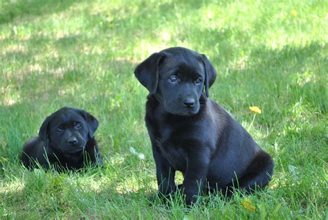 black lab puppies heather hollow labs
