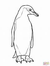 Penguin Coloring Chinstrap Drawing Outline King Emperor Pages Cute Penguins Printable Adelie Getcolorings Getdrawings Color Paintingvalley Comments sketch template