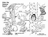 Desert Coloring Animals Pages Grassland Drawing Plants Habitat Drawings Ecosystem Printable Sonoran Animal Exploringnature Print Sheet Biome Habitats Landscape Getdrawings sketch template