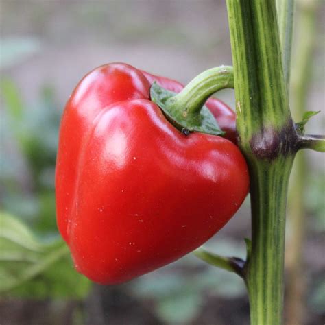 mini bell red sweet pepper garden seeds  seeds  gmo vegetable