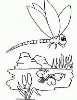 Dragonfly Coloring Pages Books sketch template