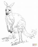 Coloring Kangaroo Pages Drawing Grey Outline Eastern Printable Kangaroos Getdrawings Dot sketch template