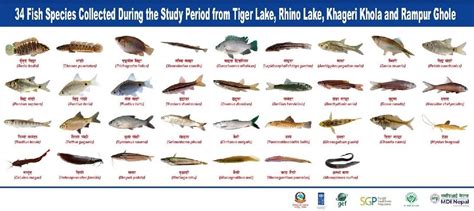 fish species studied mdi nepal
