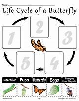Kindergarten Cycles Kids Grade Arbeitsblätter Caterpillar Supplyme Sequencing Craft Wissenschaft Insekten Unterrichten Wissenschaftliche Lebenszyklus sketch template