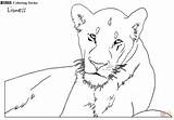 Coloring Lioness Lions Pages Printable Drawing Supercoloring Categories 334px 34kb sketch template