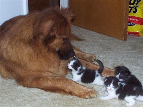 Big Pooch And Kitties Kitty Pooch Corgi