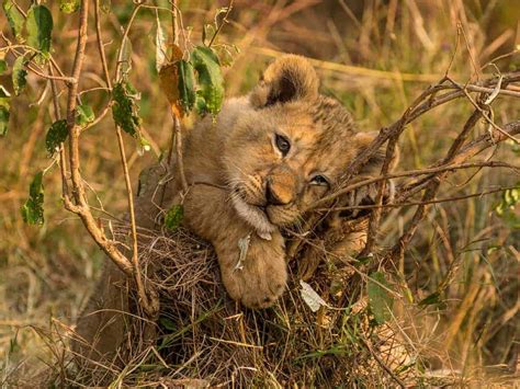 lion cub focusing  wildlife