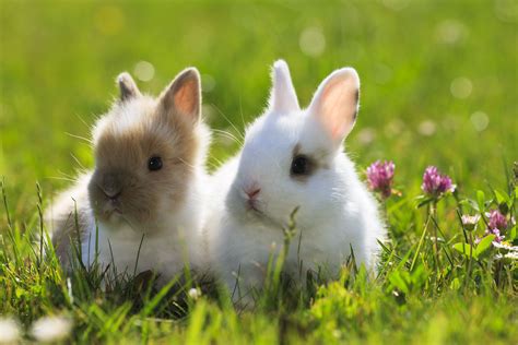 rabbit breeds    pets