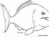 Piranha Coloring Getdrawings Drawing sketch template