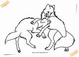 Coloring Pages Wolf Fighting Wolves Plus Google Twitter sketch template