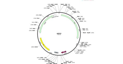 plasmid cloning cycle