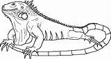 Iguana Iguanas sketch template