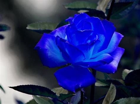 rosa azul rosas azuis pinterest rosas azuis flores azuis  azul