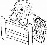 Sheepdog Coloring Bobtail Hunde Designlooter Getdrawings Animaatjes sketch template