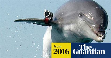 russia looks to buy five dolphins with perfect teeth and killer