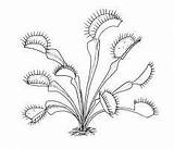 Carnivorous Drawing Pitcher Carnivore Plante Venus Trap Flytrap Traps sketch template