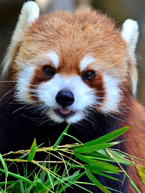science  cute      bite  baby red panda inverse