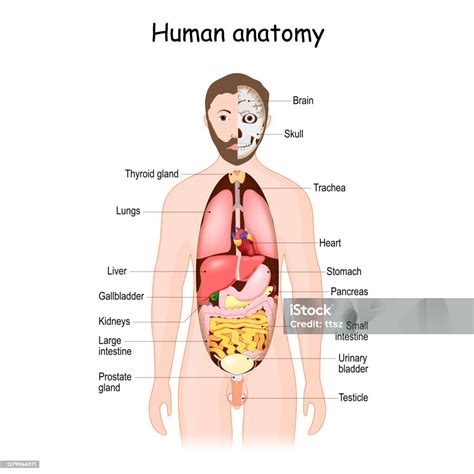 ontdek de fascinerende wereld van anatomie organen menselijk lichaam leer alles  de werking