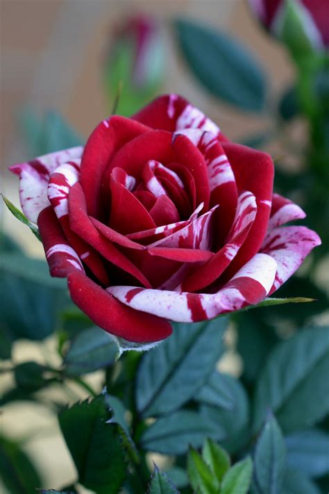 fotos gratis flor petalo florecer rojo rosado flora rosa roja