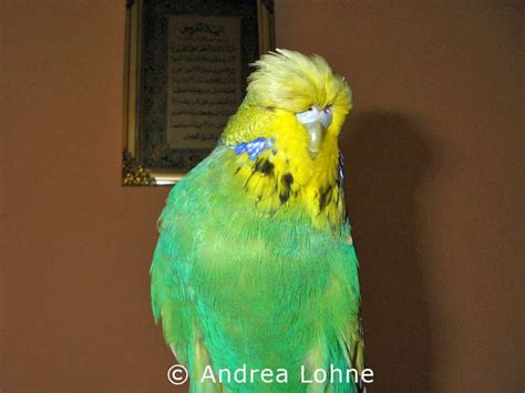 Birds Online General Facts About Budgies English Budgies