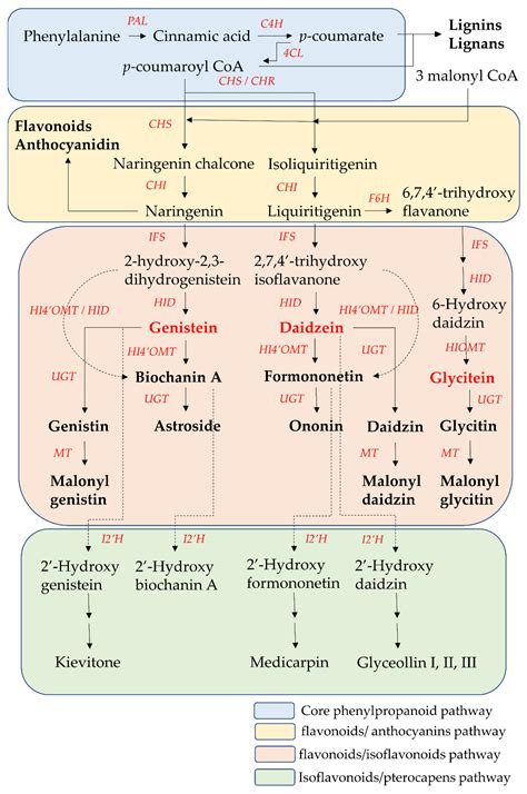 biosynthesis pathway  metabolism  isoflavones encyclopedia mdpi