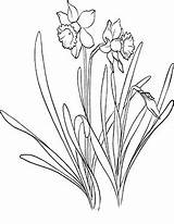 Narzissen Bunte Zum Osterblumen Ausmalbild Ausmalen Klicke Dein sketch template
