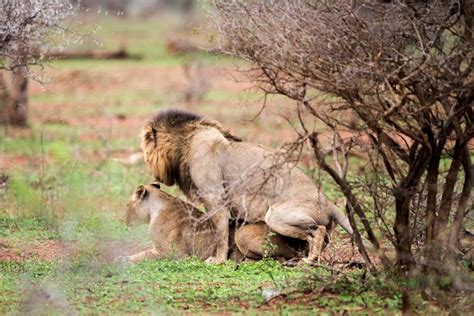 big cat brawl shows what happens when lions having sex are