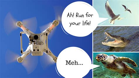 turtles unbothered by close drone monitoring while birds