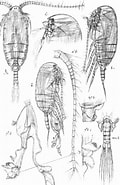 Image result for Diaixis. Size: 120 x 185. Source: www.marinespecies.org