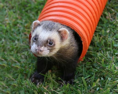 13 fun facts about ferrets mental floss