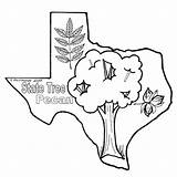 Tree Pecan Texas Coloring Clipart Pages State Color Sheets Drawing Cliparts Clip Texasbob Colouring Clipartbest Library Bob Flag Gif Clipground sketch template