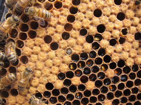 drone bee apiculture santropol roulant