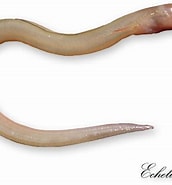 Afbeeldingsresultaten voor "echelus Myrus". Grootte: 172 x 185. Bron: www.colapisci.it