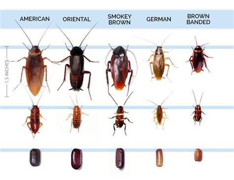suspect a roach infestation here are 5 surefire signs of cockroaches