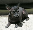 Bilderesultat for Meksikansk nakenhund. Størrelse: 109 x 100. Kilde: www.rasehund.no