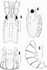 Afbeeldingsresultaten voor Palinurus mauritanicus Anatomie. Grootte: 70 x 103. Bron: bioone.org