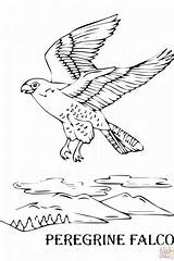 Falcon Coloring Peregrine Pages Kids Hawk Flying Color Printable Animal Bird Print Getdrawings Falco Peregrinus Getcolorings sketch template