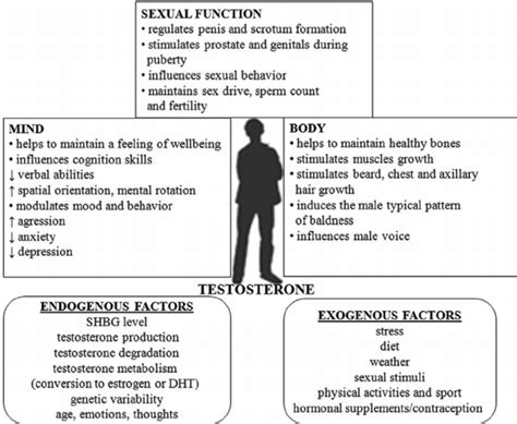 schematic illustration of testosterone activity with factors modulating download scientific