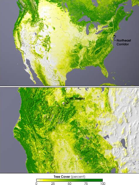 tree cover image   day