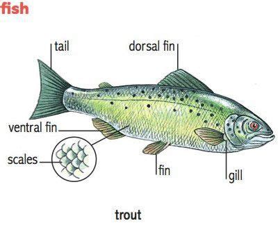 fish learning  fish anatomy  pinterest