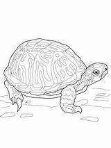 Box Turtle Coloring Getcolorings Ornate sketch template