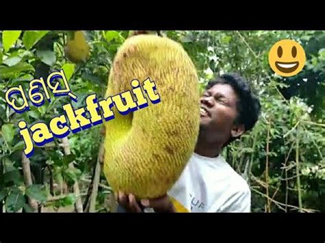 jackfruit youtube