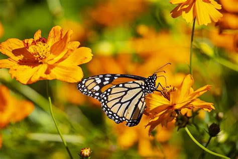 monarch butterflies begin their extraordinary migration
