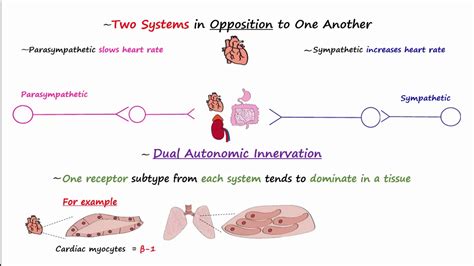 Autonomic Nervous System Physiology Youtube