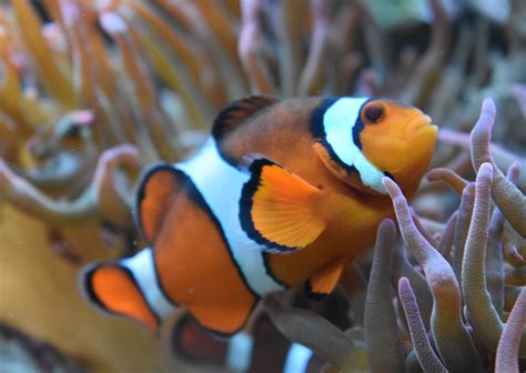 zootografiando mi coleccion de fotos de animales pez payaso clown anemonefish amphiprion